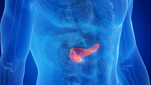 3D Rendered Medical Illustration of Male Anatomy - The Pancreas.