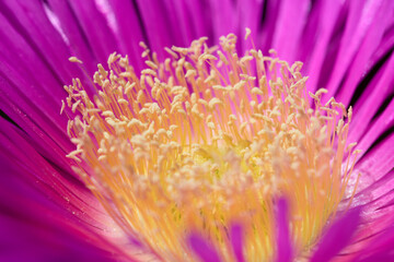 Detail of a purple ice plant flower with yellowish stamens