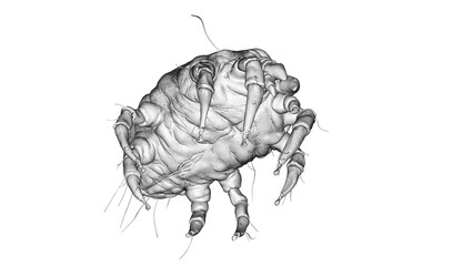 3d illustration of a dust mite - obrazy, fototapety, plakaty