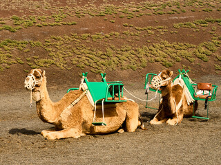 Lanzarote - Camels Awaiting a Rider