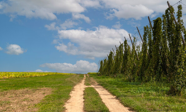 Feldweg zwischen Hopfen-und Tabakfelder