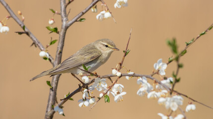 Willow warbler in early spring at a wetland 