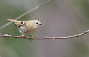 Obraz premium Goldcrest - male bird at forest in spring