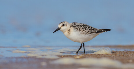 Sanderling - at the sea shore on autumn migration way