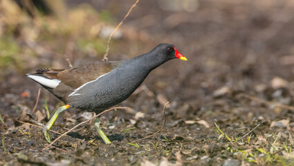 Naklejka premium The common moorhen - adult bird in spring
