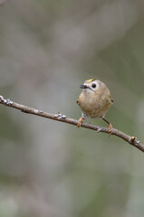 Goldcrest - male bird at forest in spring