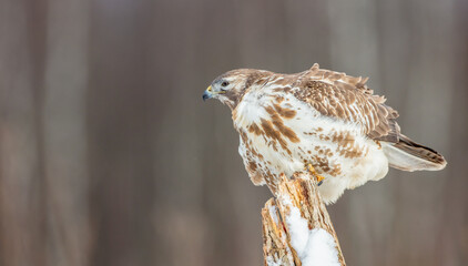 Common Buzzard in early spring at a wet forest
