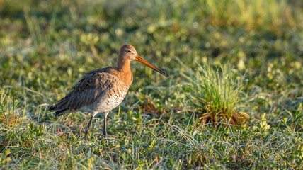 The black-tailed godwit - adult bird at a wet fields in late spring