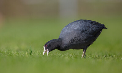 Eurasian coot - adult bird in spring
