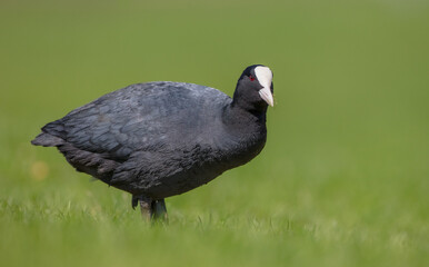 Eurasian coot - adult bird in spring