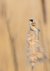 Eurasian Penduline Tit  at the wetland in spring