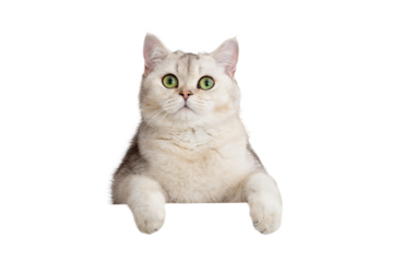 Cute white cat peeks out with front paws because of something . Copy space. Mock up