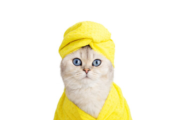 Beautiful white cat yellow towel on his head and a yellow robe , look at camera . Close up. Copy...