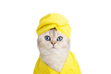 Beautiful white cat yellow towel on his head and a yellow robe , look at camera . Close up. Copy space