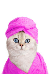 Adorable white cat in a pink towel on his head and a pink bathrobe look at camera . Copy space