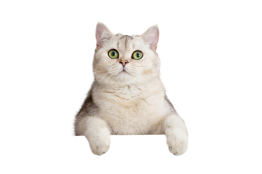 Cute white cat peeks out with front paws because of something . Copy space. Mock up