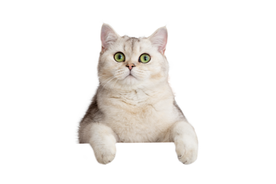 Cute white cat peeks out with front paws because of something . Copy space. Mock up