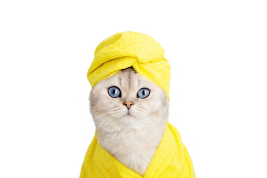 Beautiful white cat yellow towel on his head and a yellow robe , look at camera . Close up. Copy space