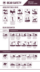 Bear safety infographic: how to act if you meet a bear