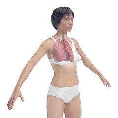 Fototapeta premium 3D Rendered Medical Illustration of Female Anatomy - the lungs.