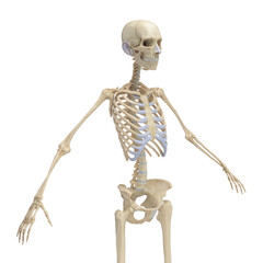 3D Rendered Medical Illustration of Female Anatomy - Skeletal System.