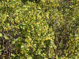 (Ribes odoratum) Clove currant shrub with abundant trumpet-shaped golden yellow flowers and lobed bluish-green leaves on arching branches
