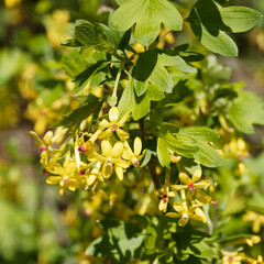 Clove currant (Ribes odoratum) with abundant spring flowering. Yellow trumpet-shaped flowers on upright and arching branches covered of lobed bluish-green leaves  © Marc