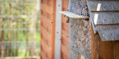 mason bees in a backyard garden cottage