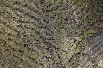Background of Imeretian oak bark. Detail of the bark of an English oak - Latin name - Quercus robur.