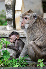 Monkey mother playing with her child