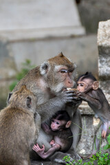 Monkey mother playing with her child