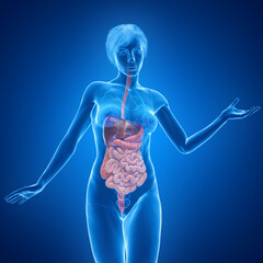 3D Rendered Medical Illustration of Female Anatomy - Digestive tract.