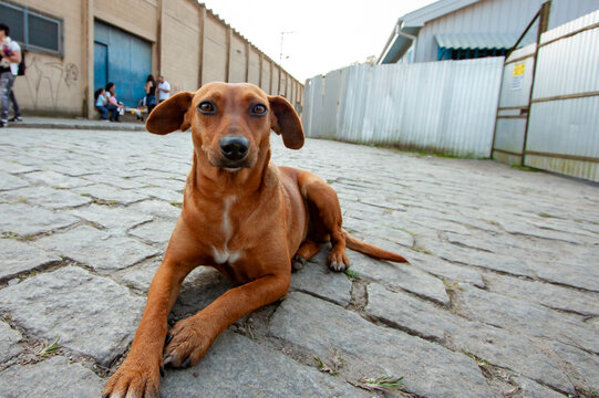 Cachorrinho vira-lata descansando no ch&atilde;o de blocos de pedra em cidade do interior do Brasil
