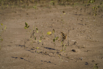 a drought-stricken soybean field in Santa Fe, Argentina.