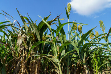 Obraz premium Image of the effect of drought on corn fields.