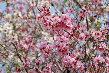 Blossoming  pink almond branches in springtime