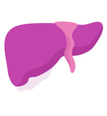 Liver