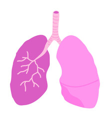 Lungs