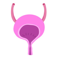 Urinary Bladder