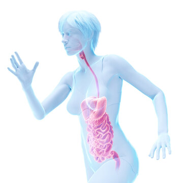3D Rendered Medical Illustration of Female Anatomy - Digestive tract.