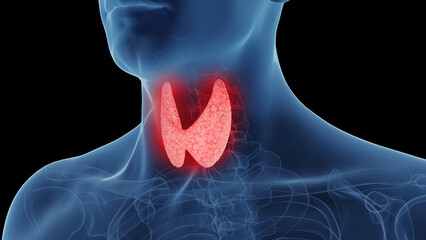 3d rendered medical illustration of a man's thyroid gland - obrazy, fototapety, plakaty