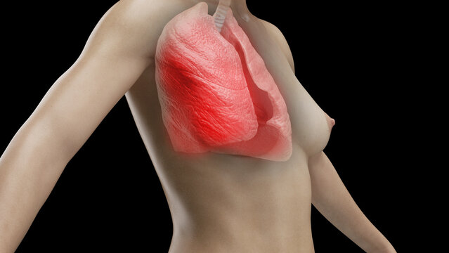 3d rendered medical illustration of the lungs