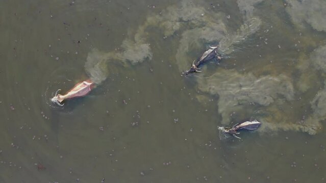 High-angle video from a drone Taking photos of buffalo walking in a herd walking the river