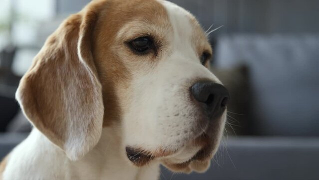 Close up of young brown and white Beagle dog sitting still, turning head, looking sad. Blurred background, indoors, daylight
