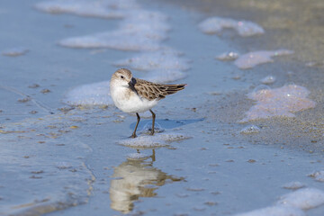 A Little Stint standing in the water at the beach