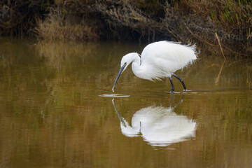 A Little Egret walking in the water looking for food