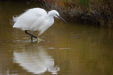 A Little Egret walking in the water looking for food