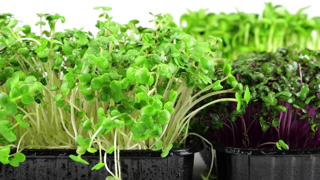 Watering microgreens of water. Cabbage purple seedling, mustard plant and helianthus. Slow motion. The microgreen in plastic trays.