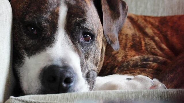German brown white boxer lying on beige couch. Medium-sized breed of short-haired service clever dog. Big gorgeous canine domestic animal with sad muzzle resting indoors. Home guard. A pet sleeps