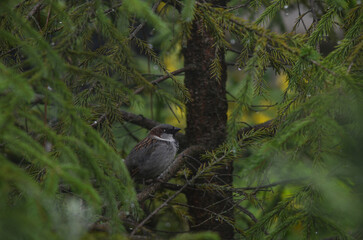 A sparrow sheltering from the rain on a spruce branch